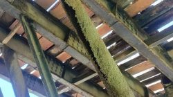 Jembatan Rusak Parah Masyarakat IV Koto Setingkai Lubuk Agung Sungai Sarik Menjerit, Apa Kabar Pemerintah!